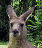 Lovelorn Kangaroo Stalks Women in Australian Outback