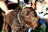 Tripp the dog.