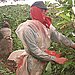 Coffee cherries are picked at the time of harvest.