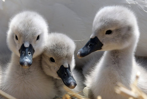 Photos of Baby Cygnets Photos of Baby Cygnets