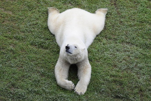 Pictures of Polar Bears at Zoo