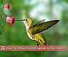 How to Attract Hummingbirds to Your Garden