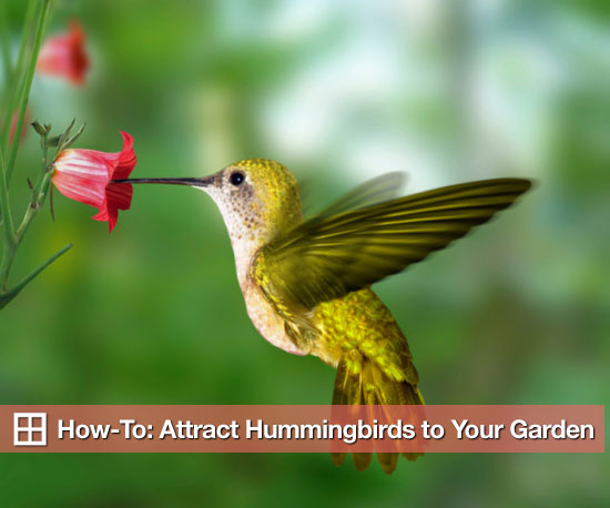 How to Attract Hummingbirds to Your Garden How to Attract Hummingbirds to Your Garden