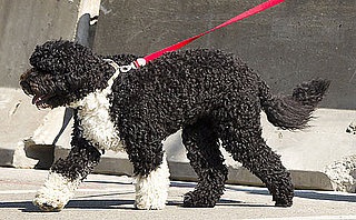 Pictures of Bo Obama Over Memorial Day Weekend