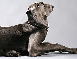 Dogs and Cats Recognize Sounds