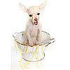 People Food For Pets