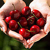 Calories in Fresh Fruit