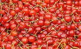What Is a Sour Cherry?