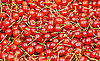 What Is a Sour Cherry?