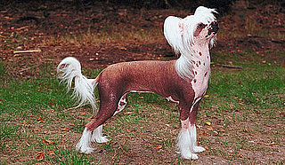Chinese Crested Dogs Facts