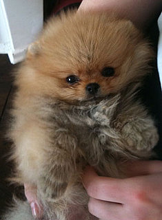 Picture of Kelly Osbourne's New Dog