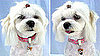 Dog Groom and Bride Pendants: Spoiled Sweet or Spoiled Rotten?