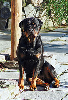 Rottweiler Facts