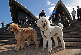 Music For Dogs at Vivid Live