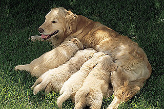 Did Mariah Carey's Dog Have a Puppy?