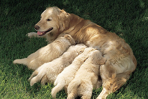 Did Mariah Carey's Dog Have a Puppy?