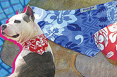 Cooling Bandanas For Dogs