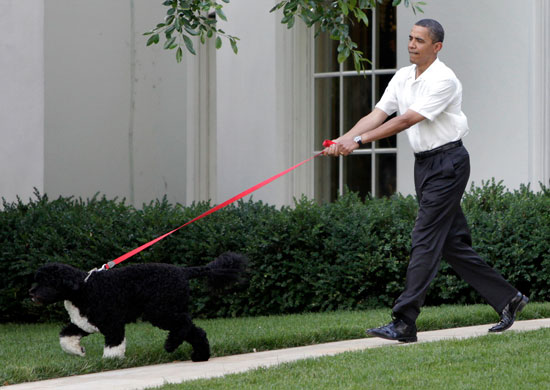 Follow the Leader? Bo Takes the President For a Walk
