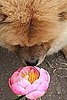 G.K. Stops to Smell the Peonies: In the LINK of an Eye!