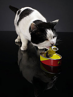 Iams ProActive Cat Food Recall