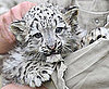 Laila Looks Like a Pretty Snow Leopard Baby