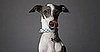 Facts About Italian Greyhounds