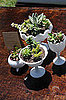 Wedding Tablescapes With Milk Glass and Succulents