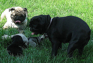 Did Your Pets Father Any Babes of Their Own?