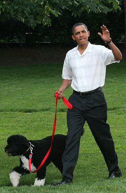 15 Sweet Celebrity Pet Dads and Other Pet Links