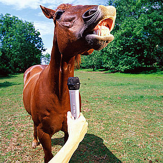 Funny Horse Pictures