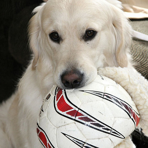 Do Your Dogs Enjoy Human-Sized Toys?