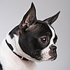 Dog Breed Facts