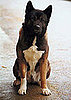 Facts About Akitas