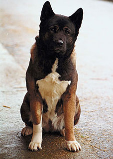 Facts About Akitas