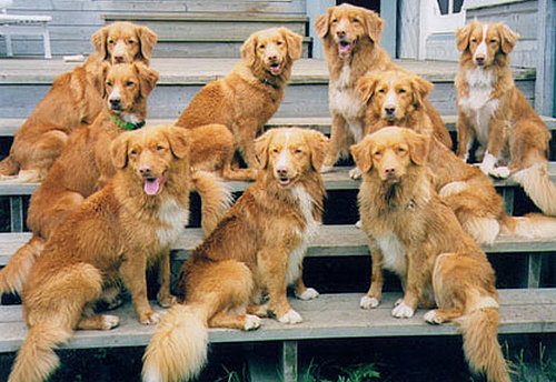 Facts About Nova Scotia Duck Tolling Retrievers