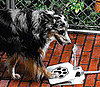 Doggie Fountain