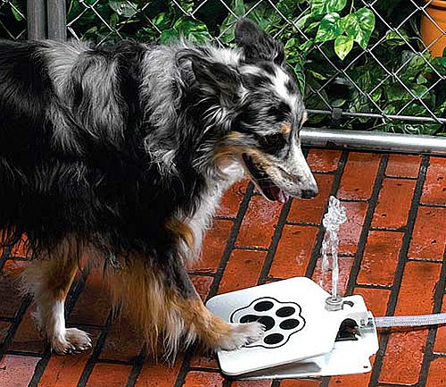 Doggie Fountain