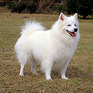 Dogs From the US