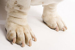 Epsom Salts Safe For Pets Epsom Salts Safe For Pets