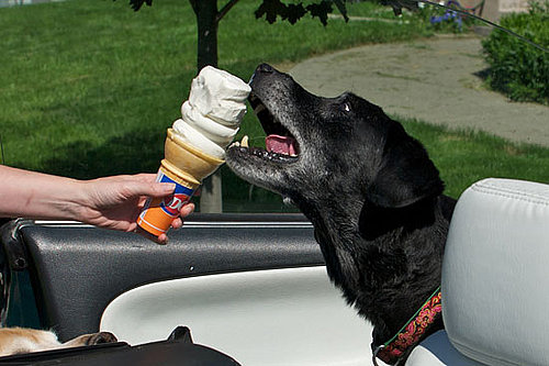 Can Dogs Have Ice Cream