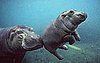 Pictures of Puppies, Baby Hippos, and Other Adorable Things