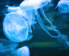 How to Avoid and Treat Jellyfish Stings How to Avoid and Treat Jellyfish Stings