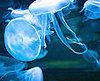 How to Avoid and Treat Jellyfish Stings