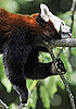 Pictures of Red Pandas