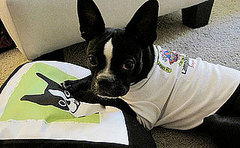 Pictures of Boston Terriers