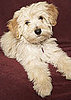 Havanese Trivia