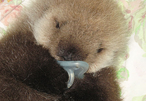Pictures of Baby Otter
