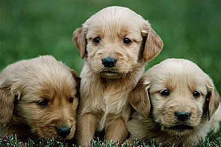 Male Dogs vs. Female Dogs