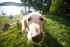 Put Sunscreen on Dog's Nose