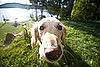 Put Sunscreen on Dog's Nose